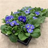 PRIMULA 10.5 CM ZEBRA BLUE  1X12